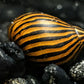 Zebra Nerite Snail (Neritina natalensis) - Superior Shrimp & Aquatics