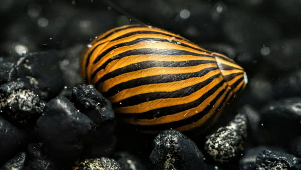 Zebra Nerite Snail (Neritina natalensis) - Superior Shrimp & Aquatics